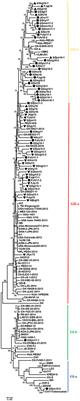 Frontiers Molecular Characteristics And Pathogenicity Of Porcine   607662 Thumb 400 